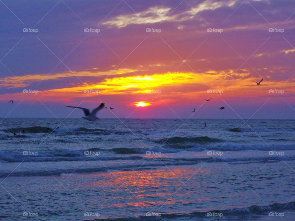 Sunset seagulls siesta key 