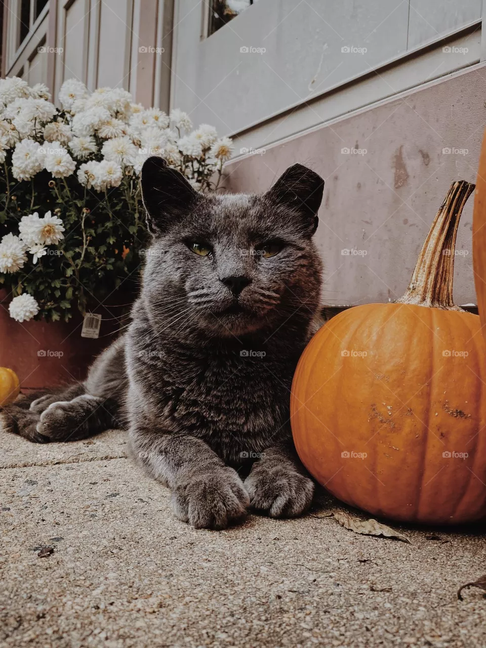 Cat with a pumpkin 