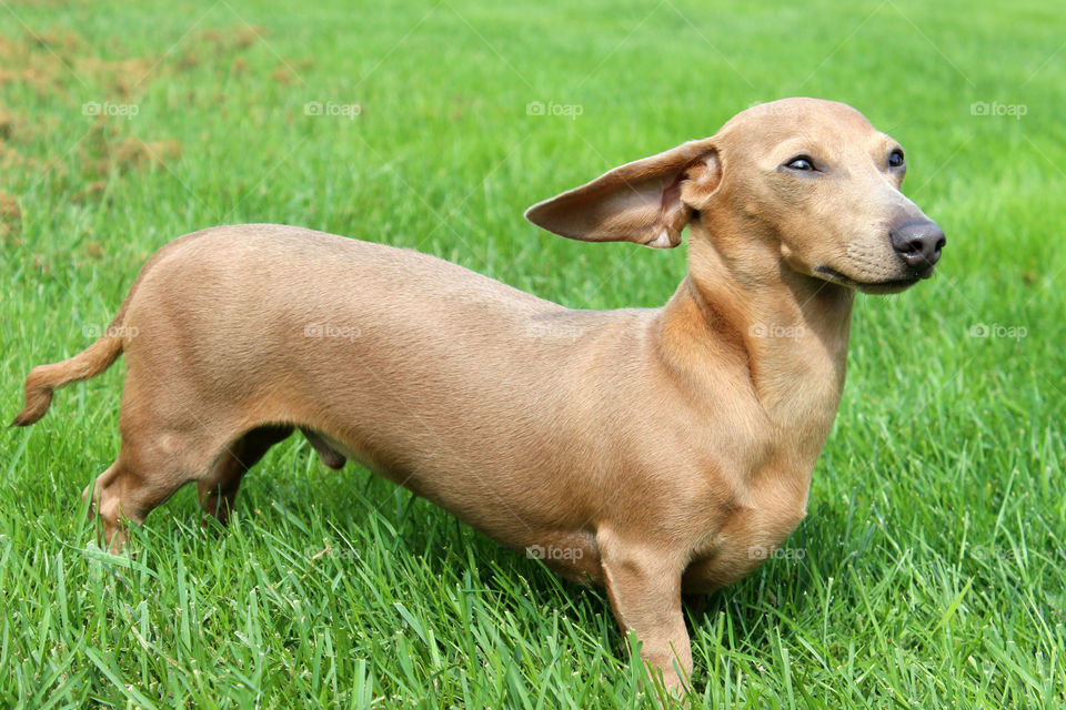 Dachshund in grass
