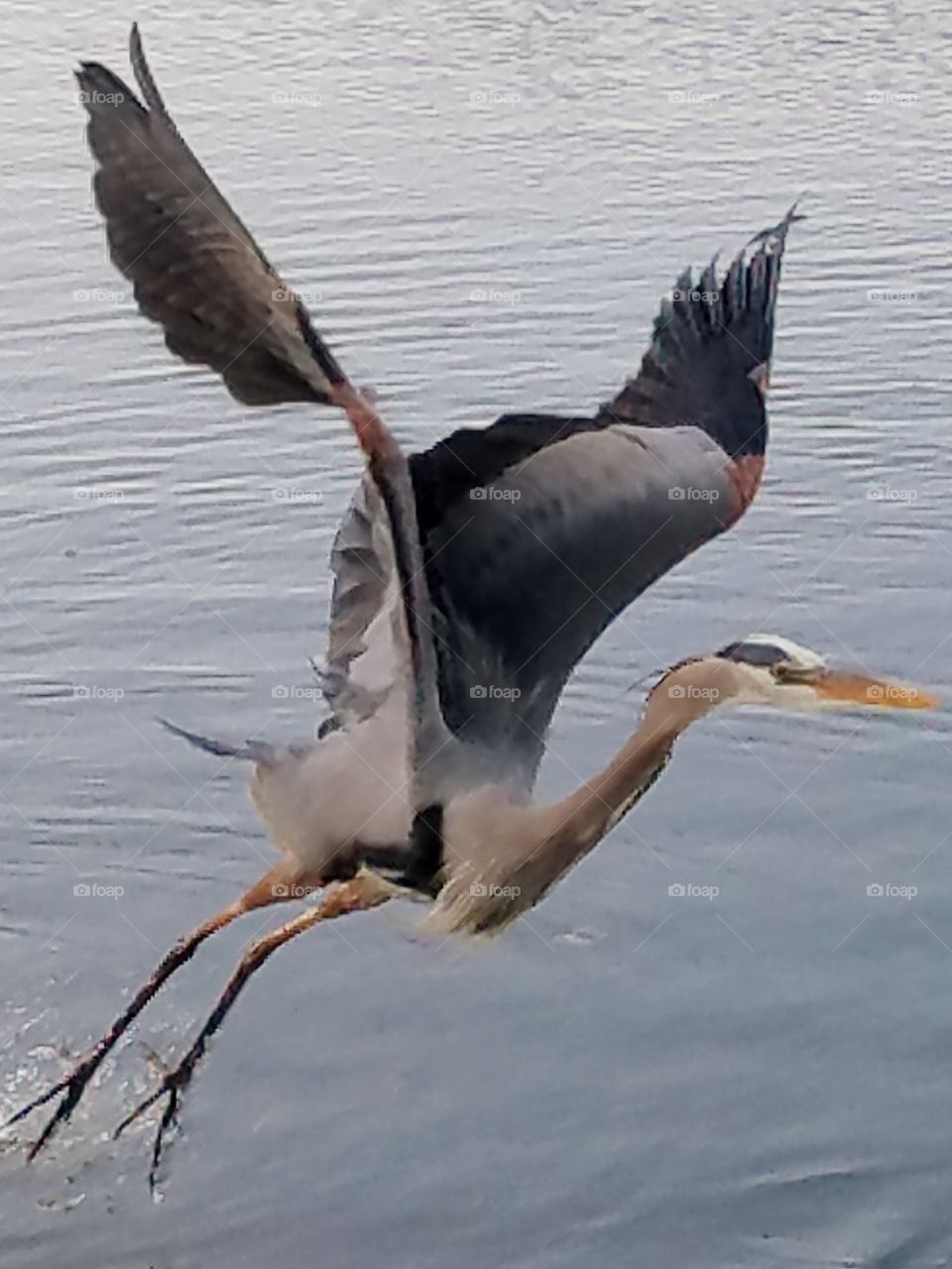 Flying Blue Heron