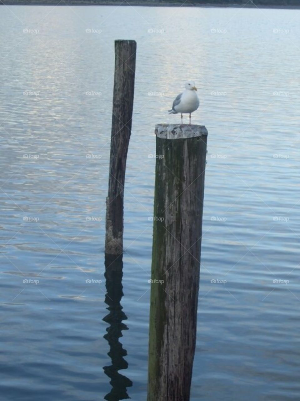 Seagull logs