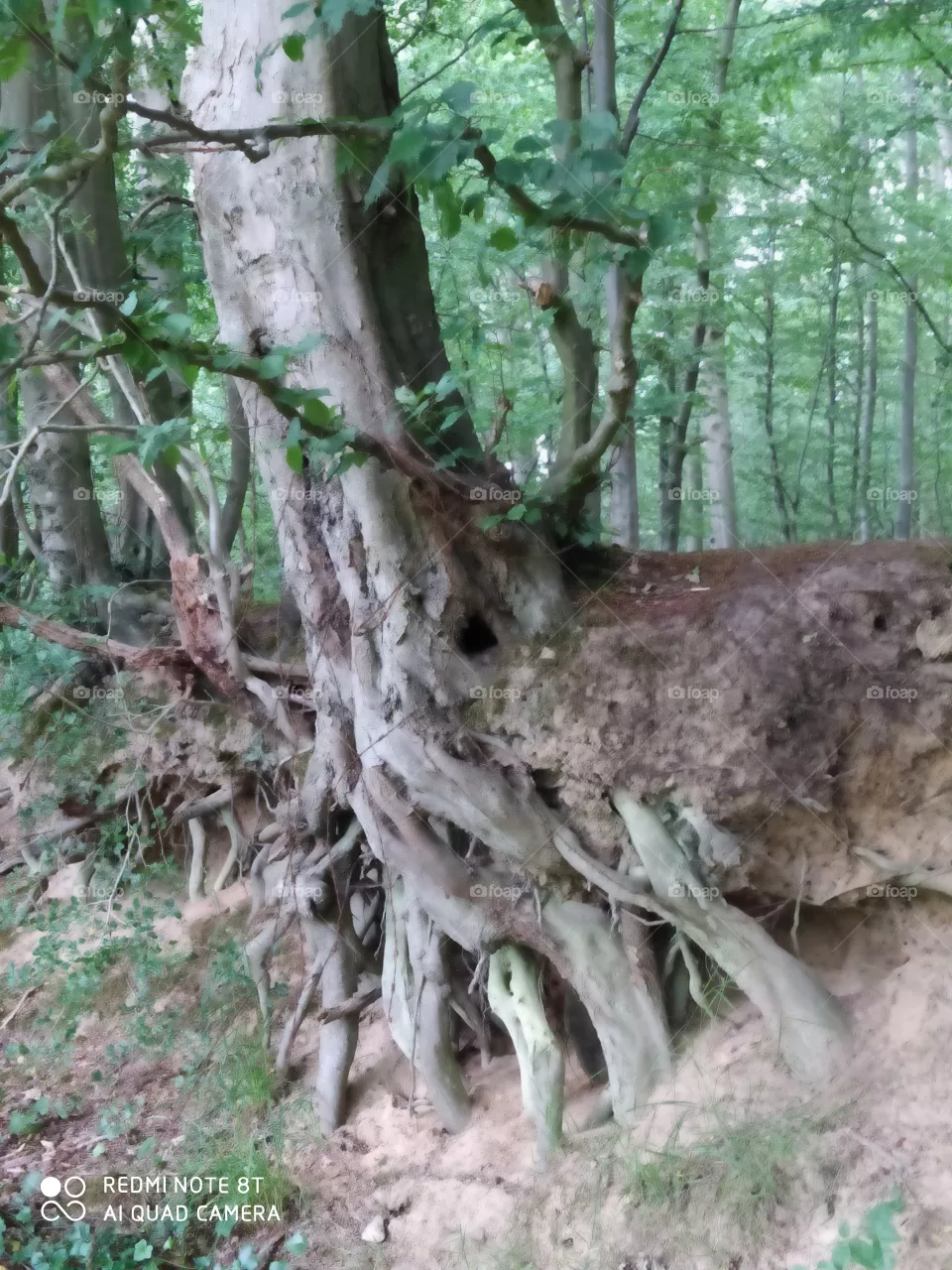 old tree