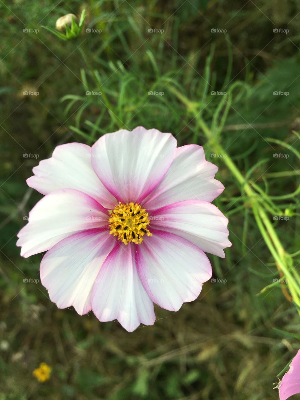 Mound flower