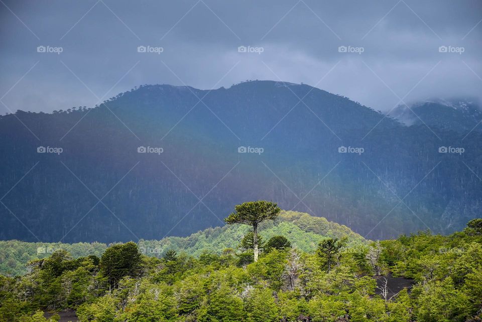 Rainbow in the forest of araucarias of Conguillio National Park