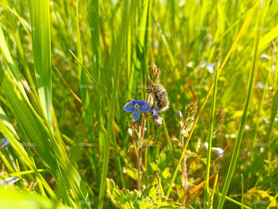Veronica chamaedrys, the germander speedwell, bird's-eye speedwell, or cat's eyes