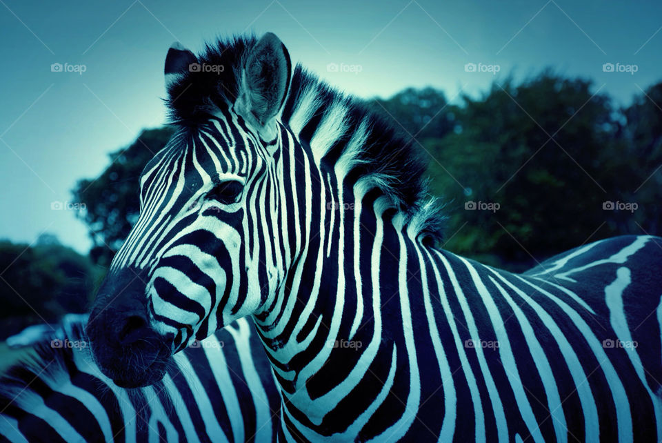 zebra