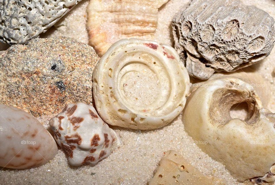Seashells 