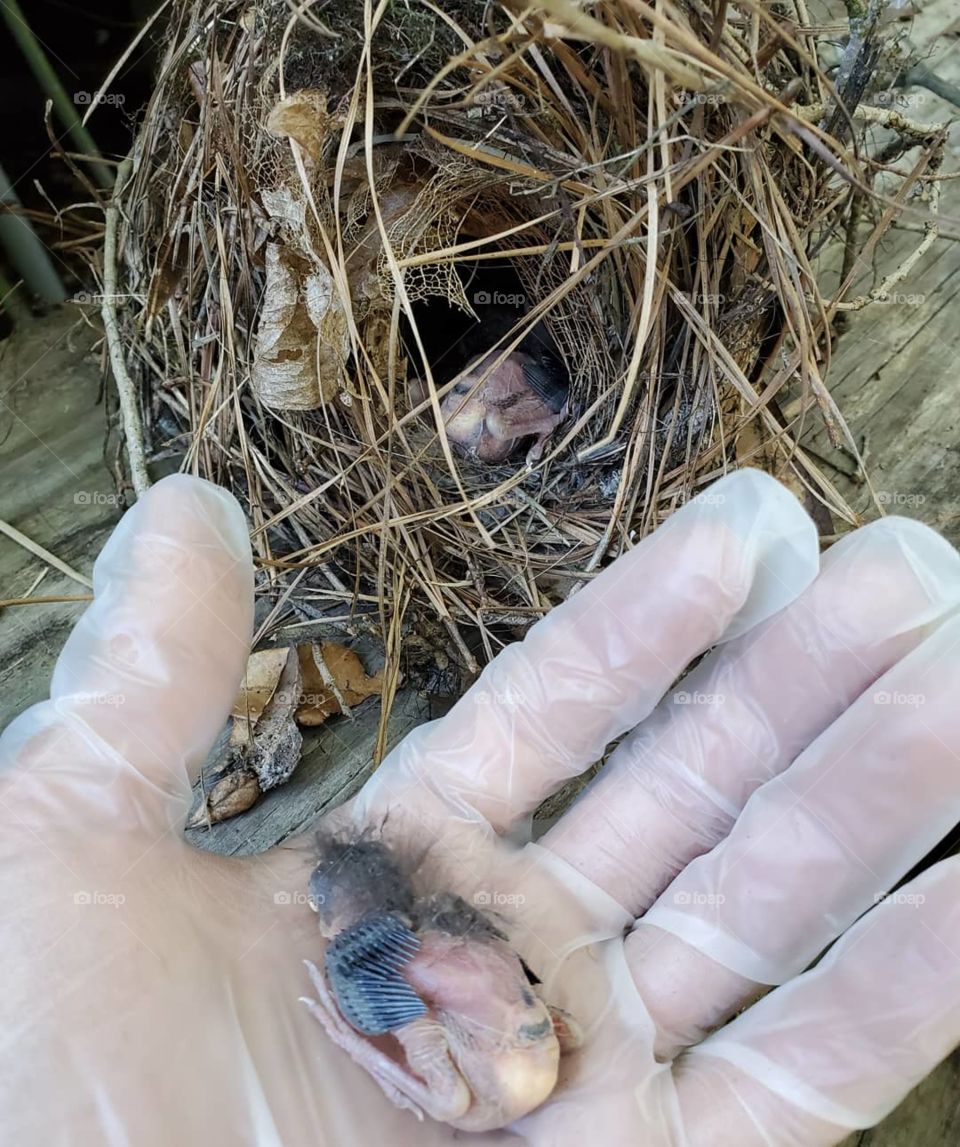 Found the whole nest on the ground after some bad storms in Florida.