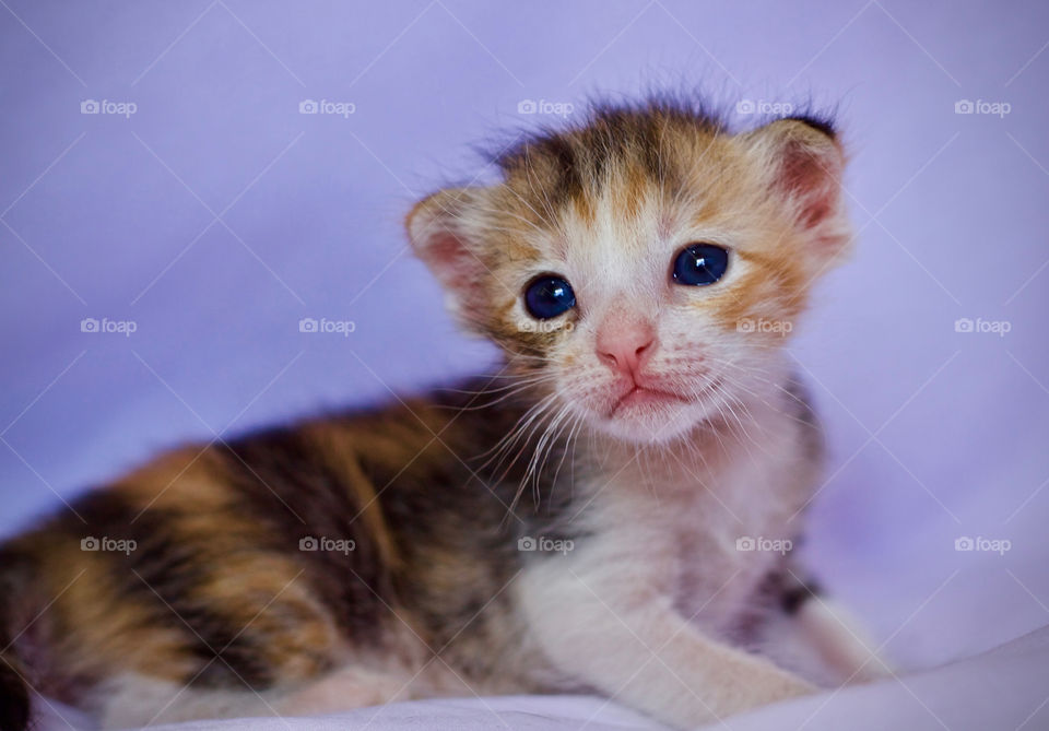 Kitten cute 