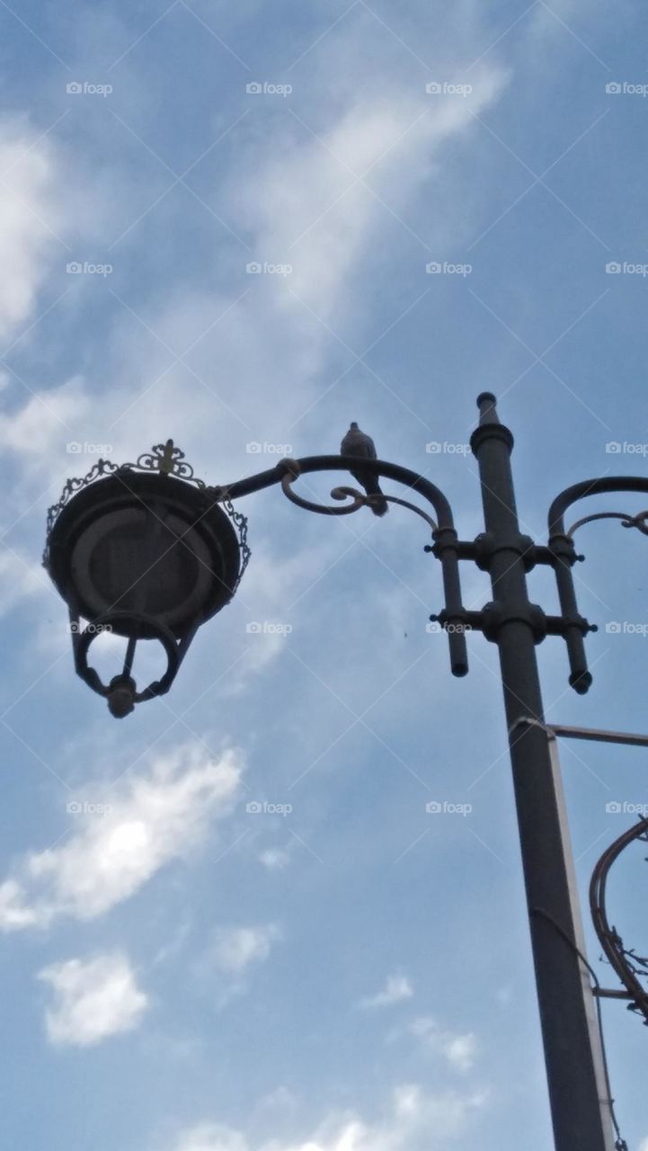 a dove on electric pole.