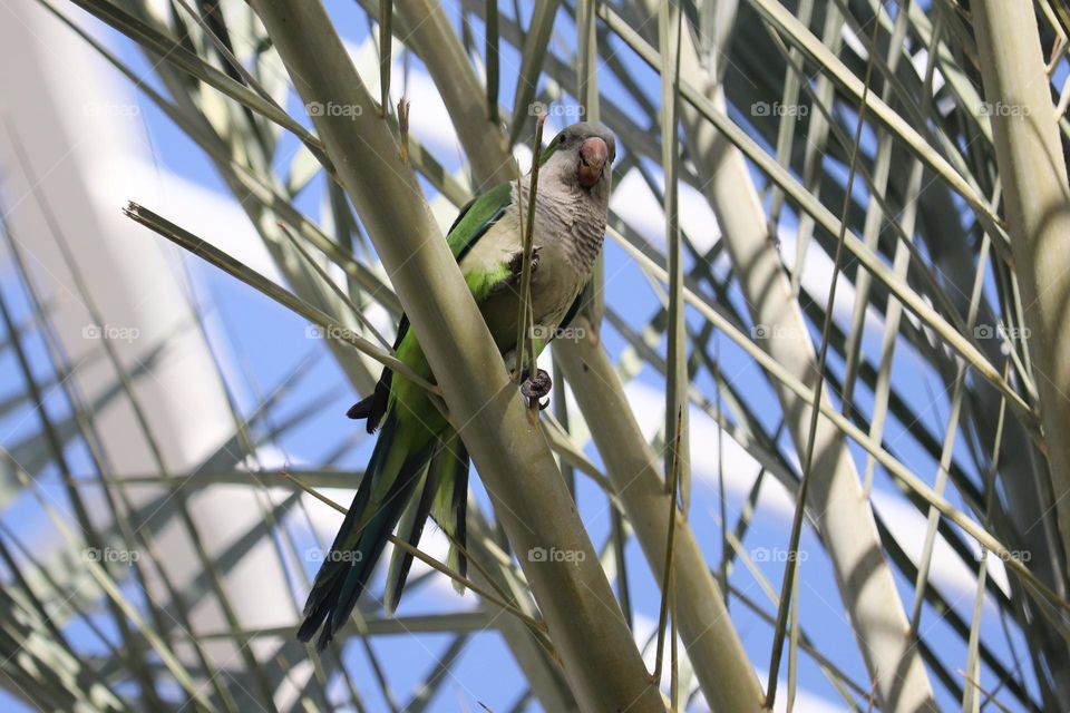 Green parrot