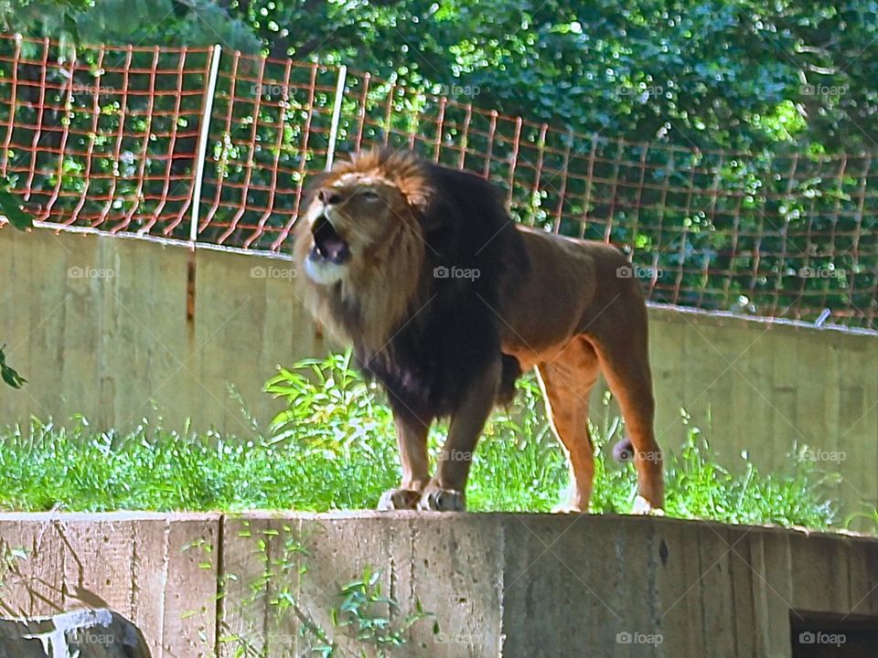 A lion roaring at the zoo