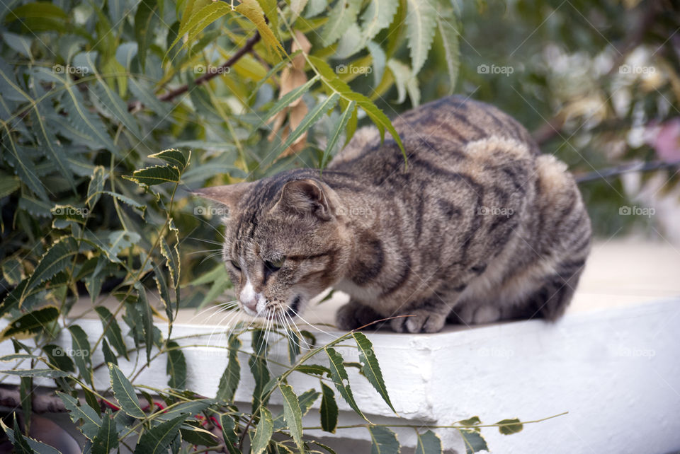 Missy Meow all cuddled up in the cold and looking for its next adventure in the street below.
