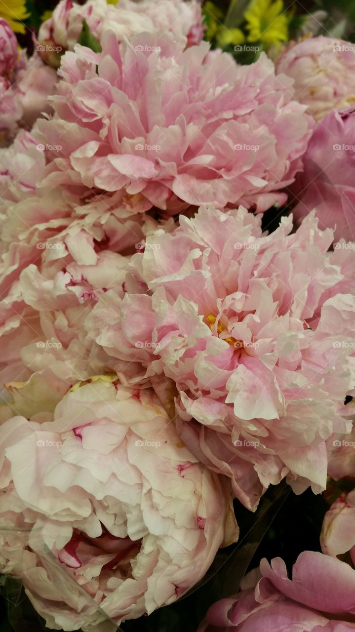 Peonies 