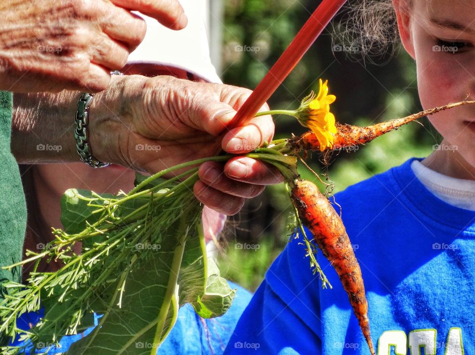 Carrots Fresh From The Garden