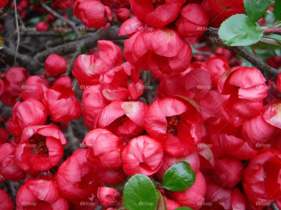 Red flowers