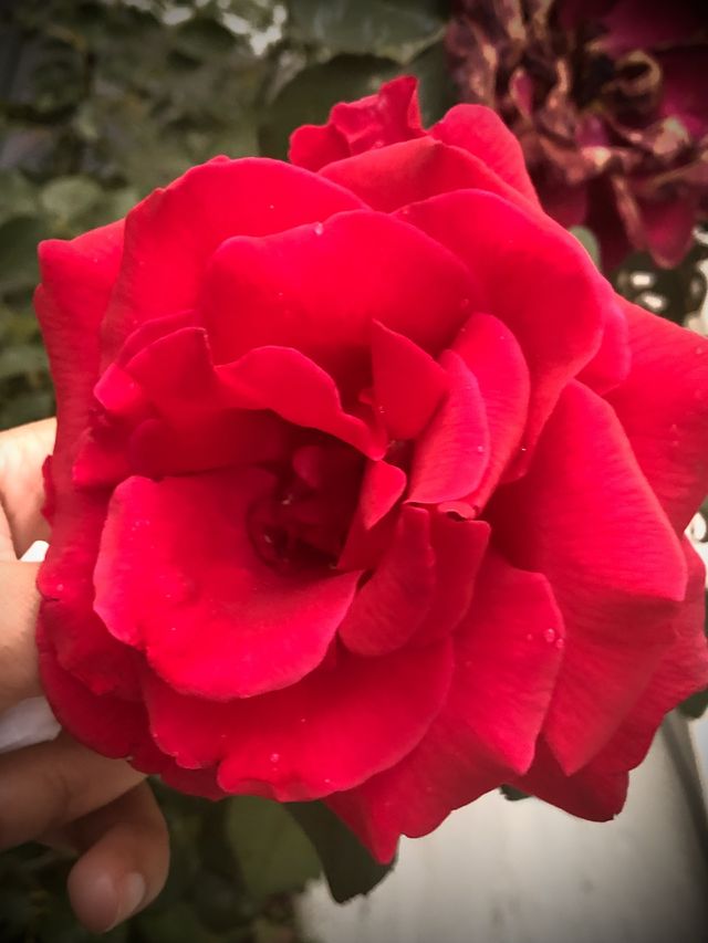 Red rose