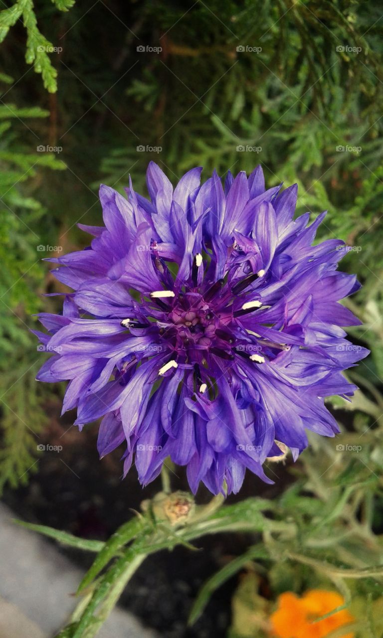 Blue Cornflower the garden. Close-up.