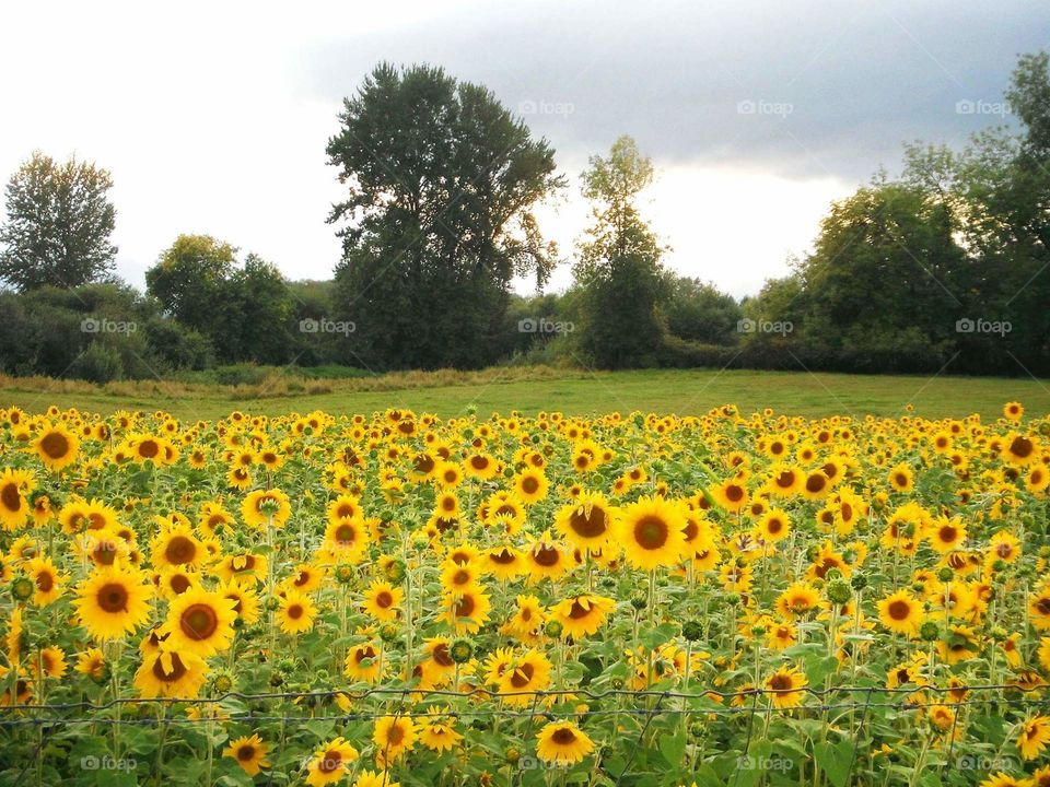 Sunflowers