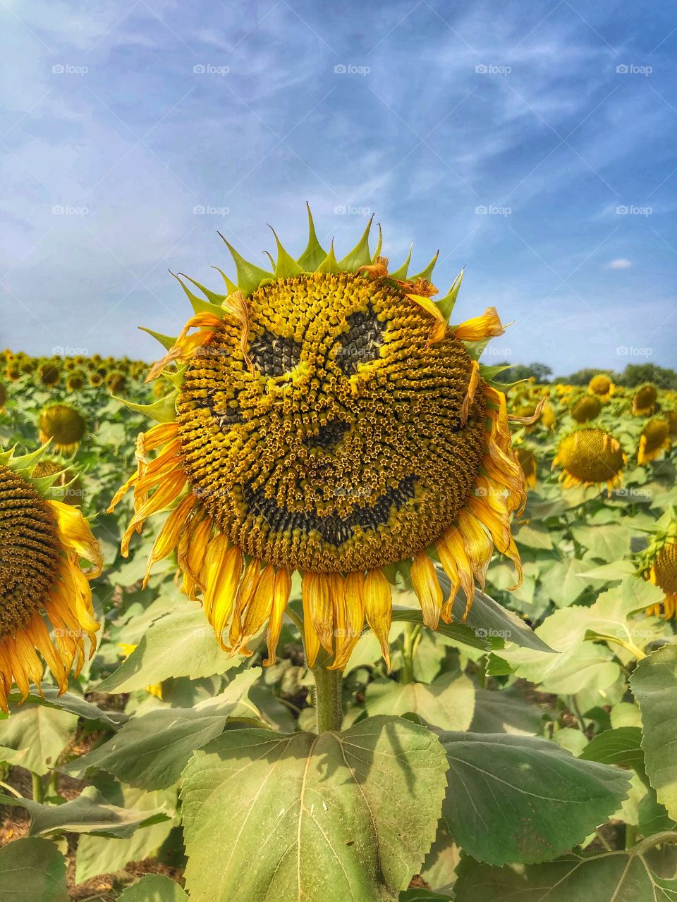 Sunflowers with a smiley face full purpose faze 