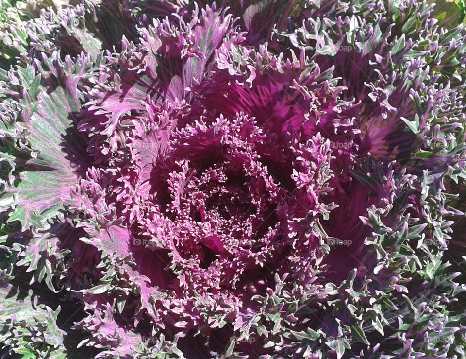 Purple Cabbage