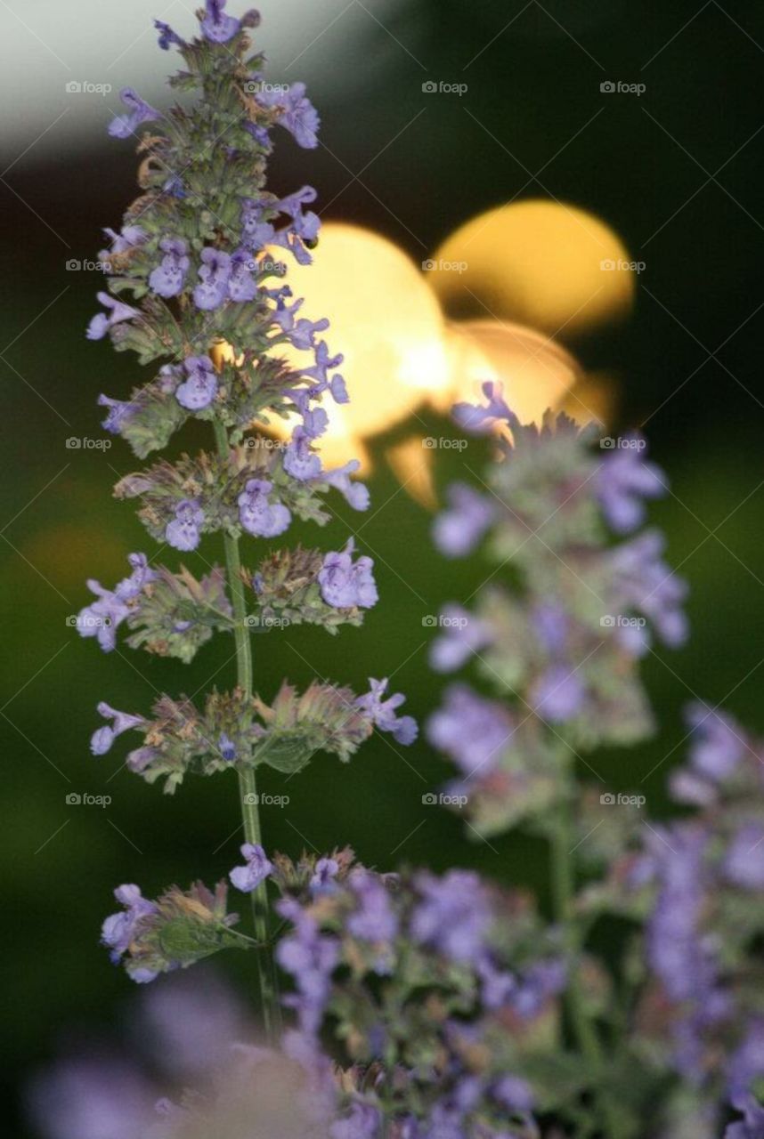 Lavender flower
