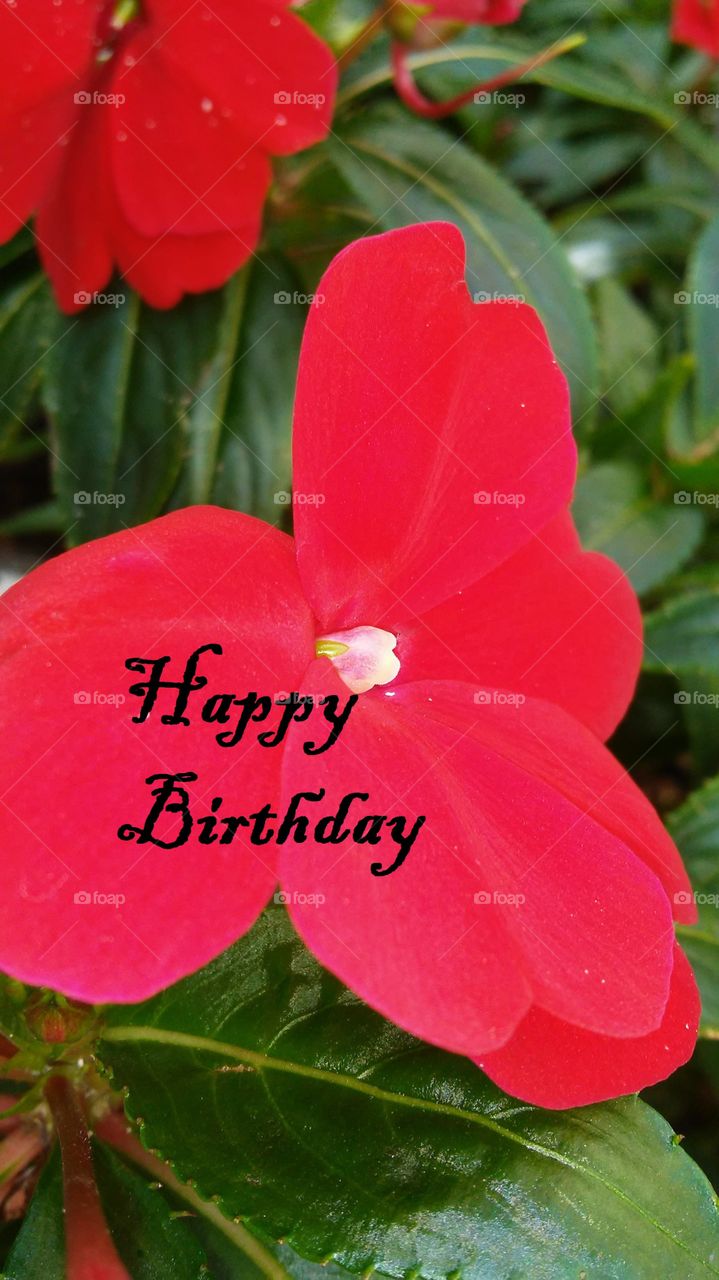 Nature, No Person, Leaf, Flora, Garden