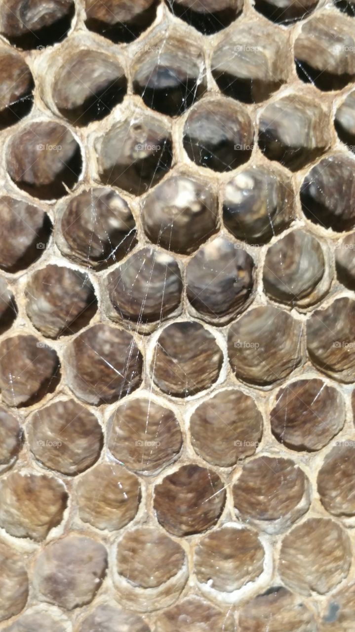 macro wasp nest