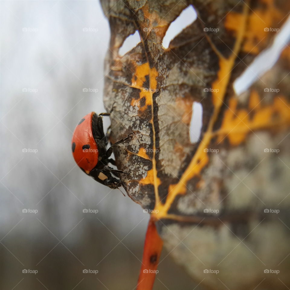 Ladybug on a leaf