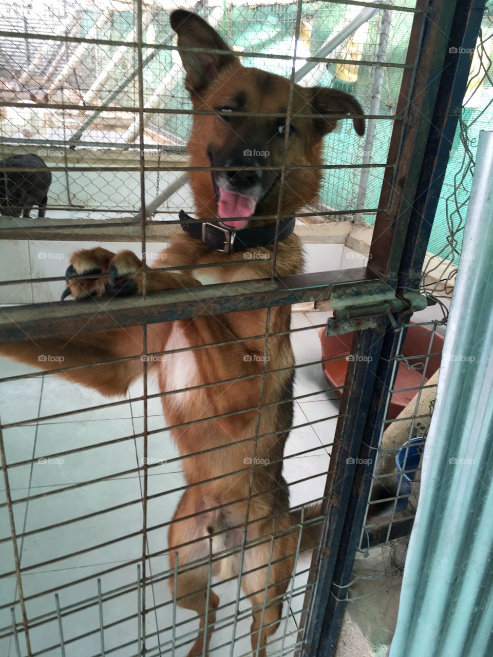 A picture of a German shepherd up for adoption, standing on his hind legs in his kennel 