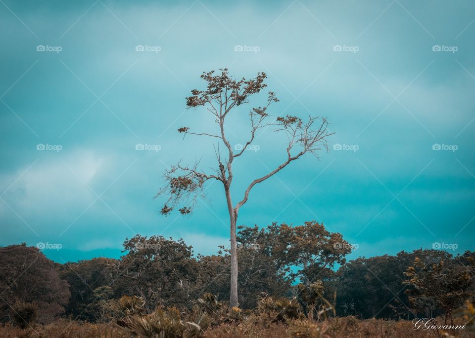 tree