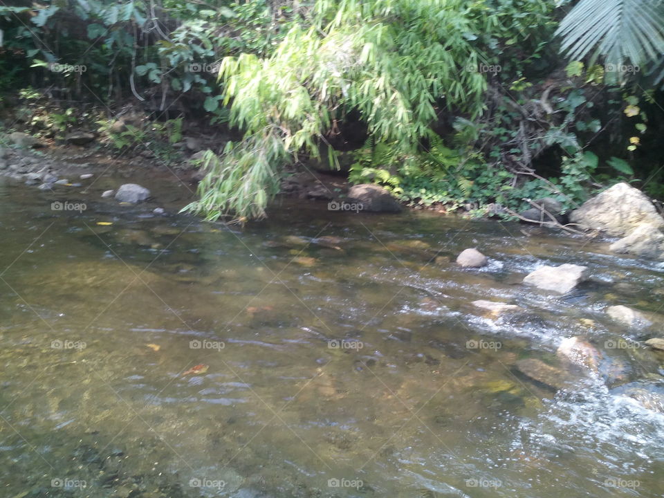 meenvallam from palakkad