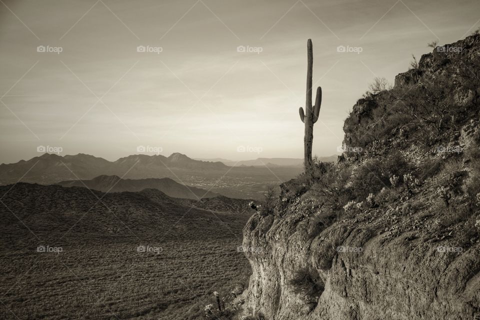 Lone Saguaro 