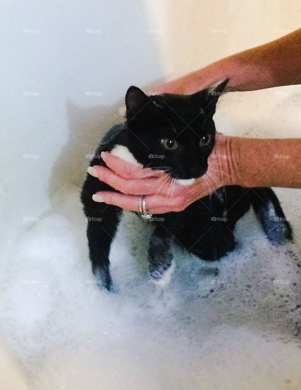 Bathing the cat