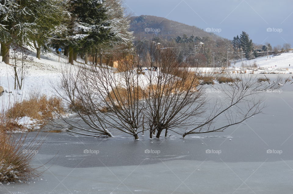 tree in ice