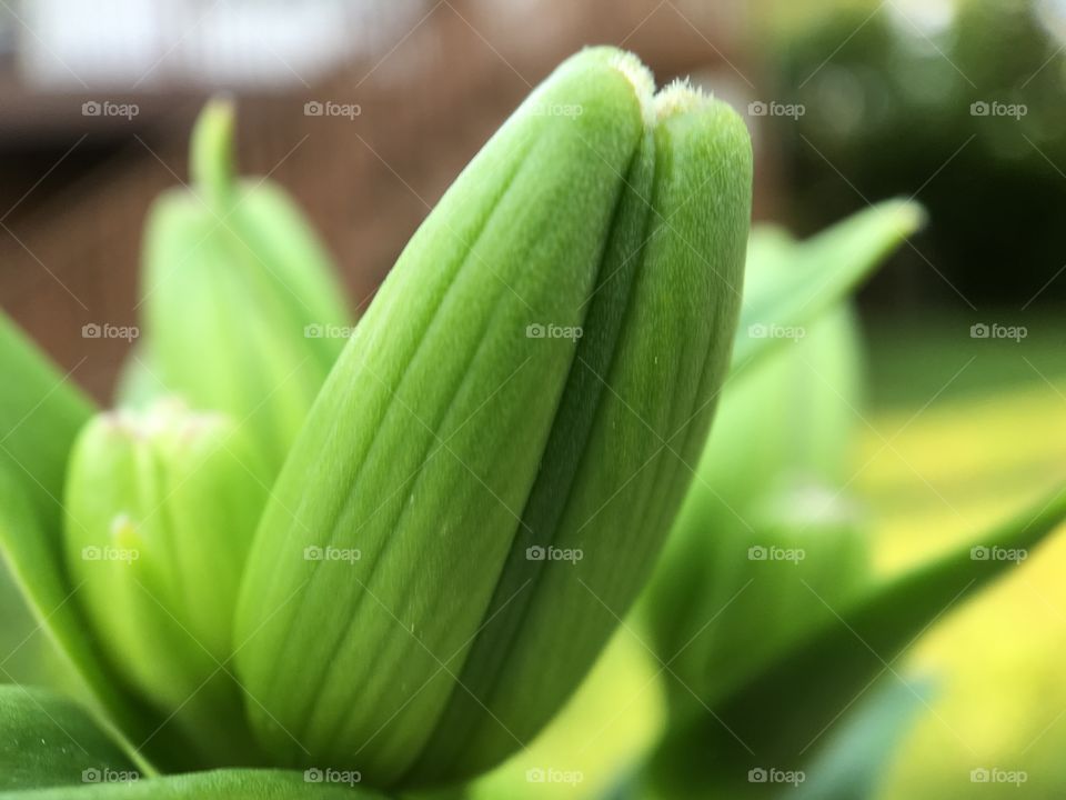 Close up of asiatic lily flower bud. Green, with plants in background. 