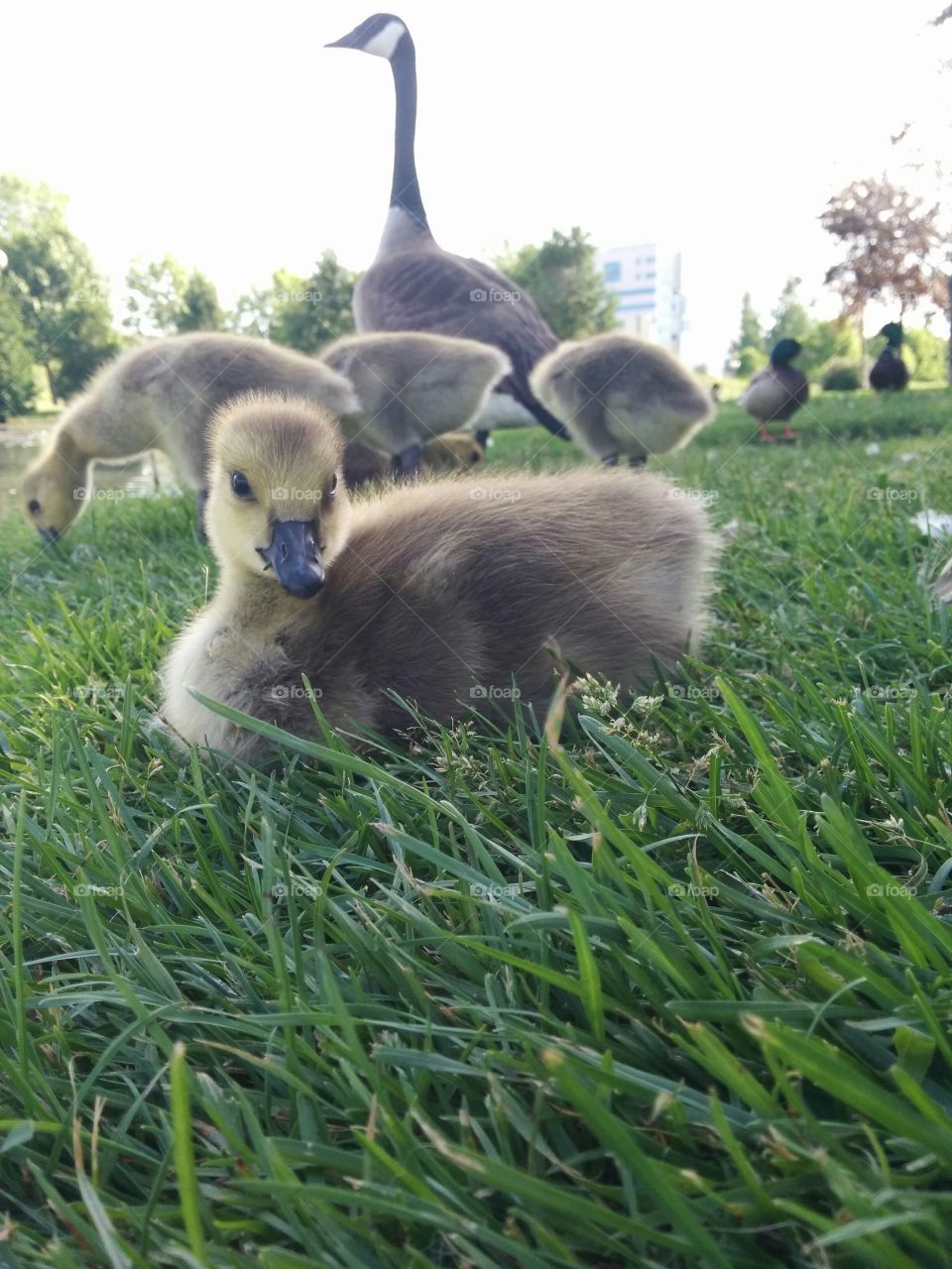 Baby goose in the foreground. baby goose among many birds