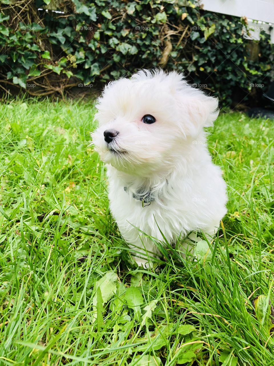 Lux_the_Maltese