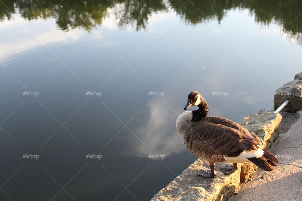 Goose