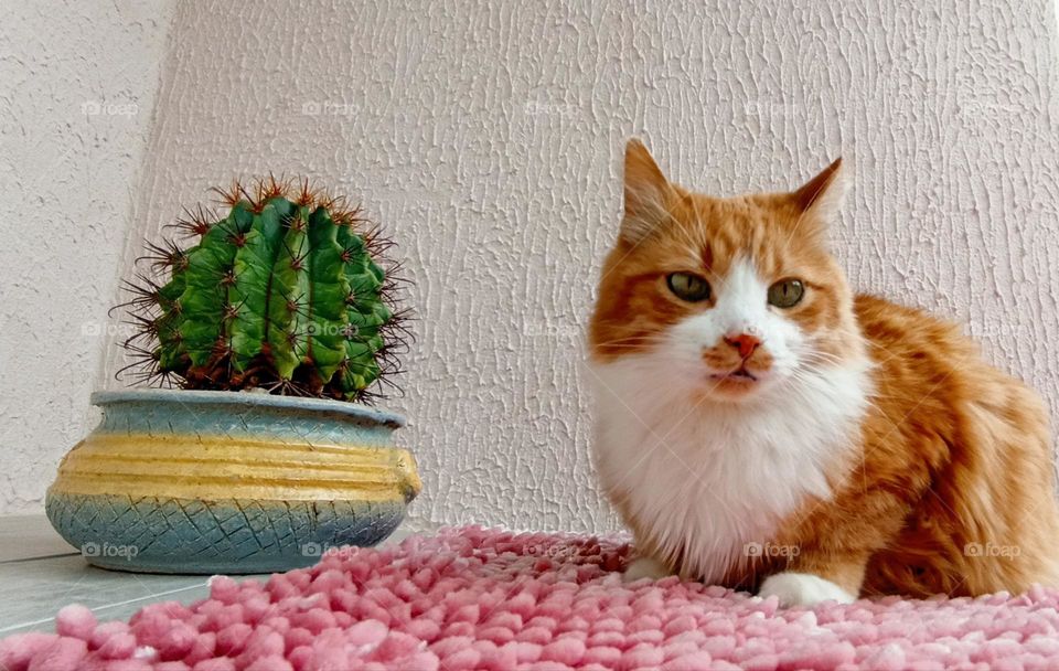 cactus house plant in pot and cat pet view from the ground