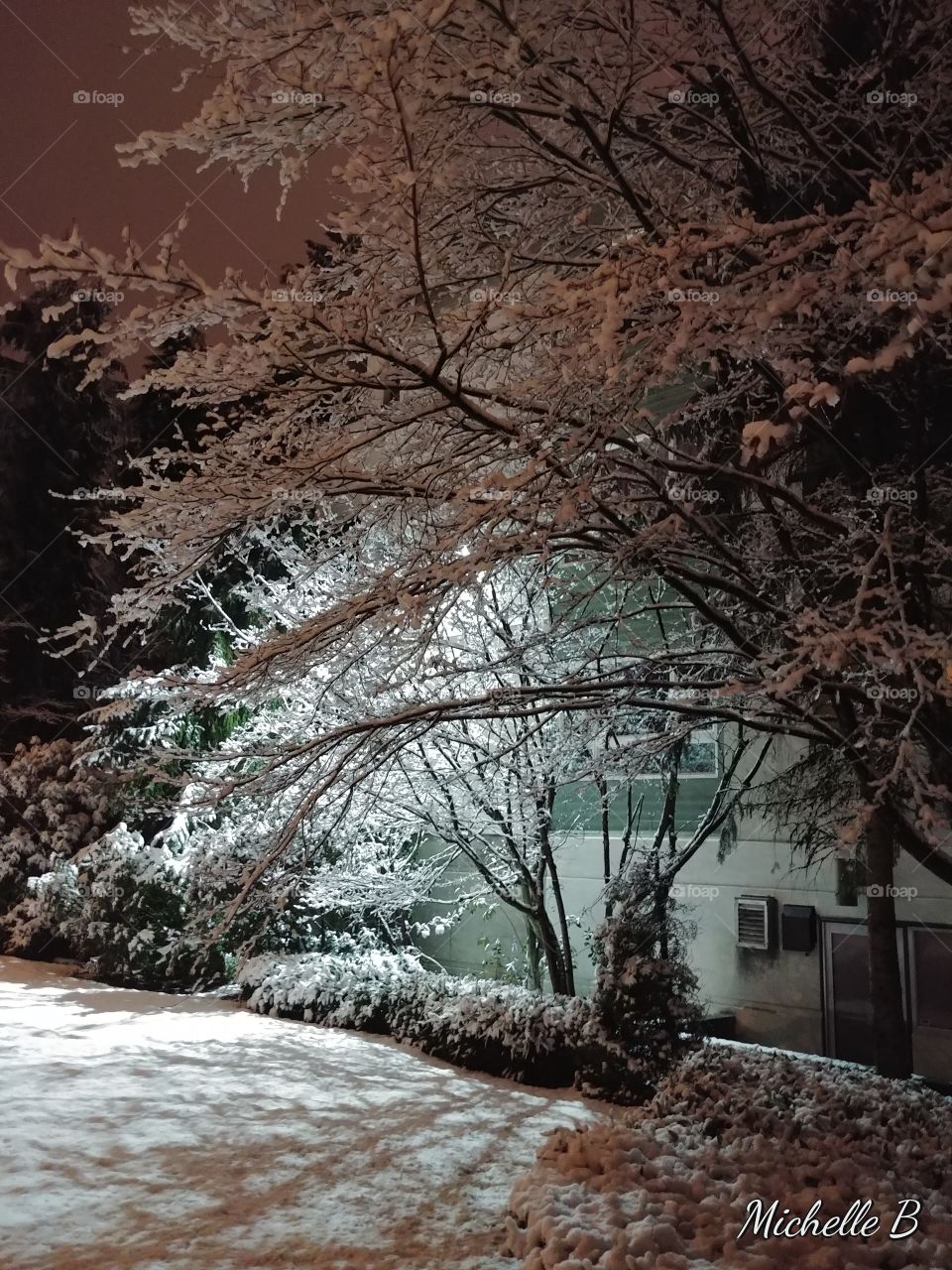 Winter, Snow, No Person, Tree, Nature