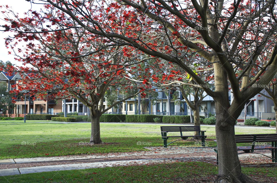 Flame tree starting to bloom for Australian Summer