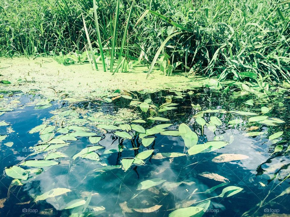 Lush greenery on a river