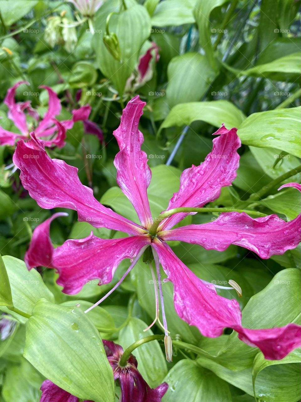 Cat claw full bloom 