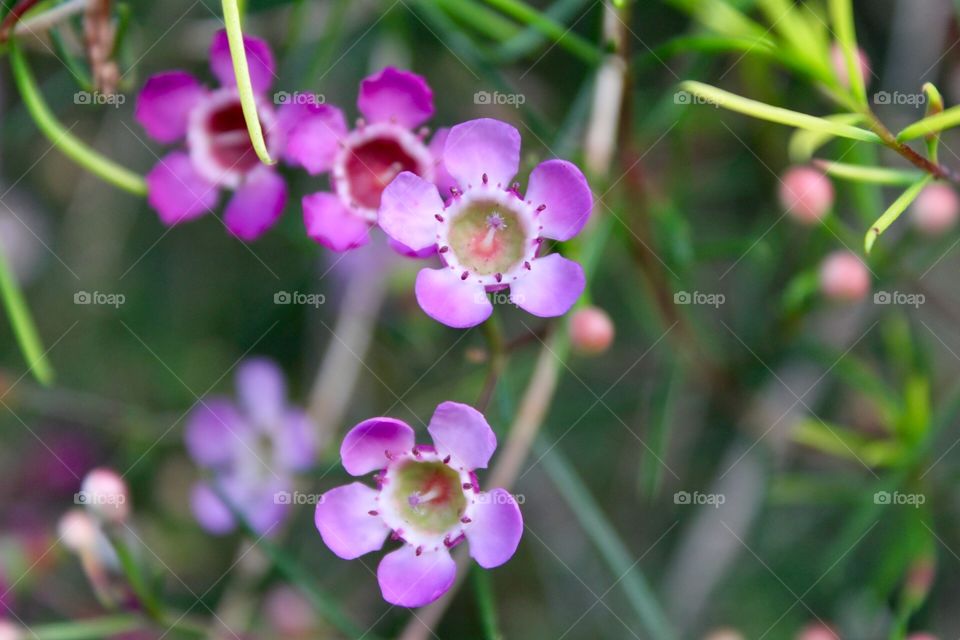 Purple, pink, and green closeup flowers. Delicate floral and feminine 
