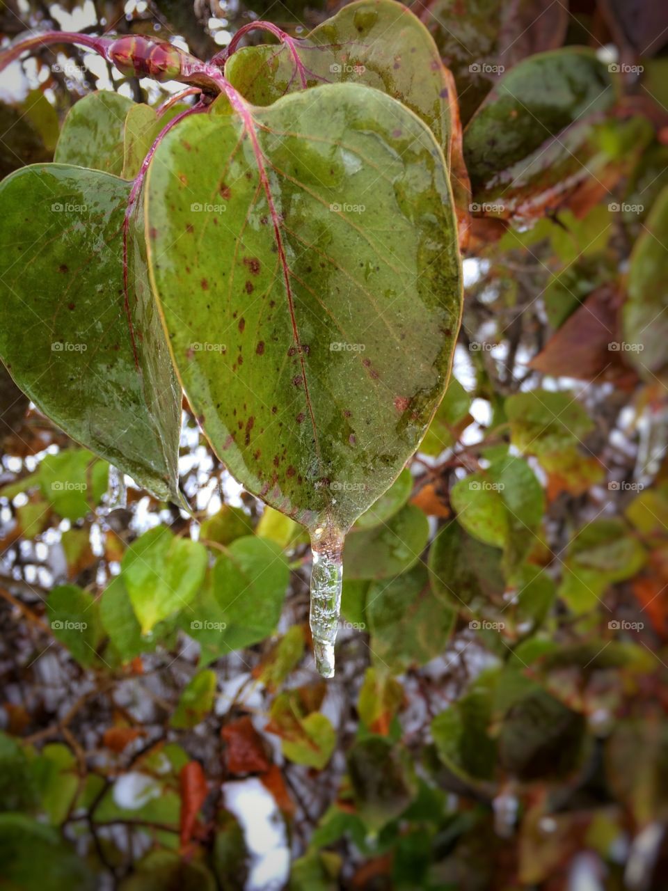 Frozen leaves 