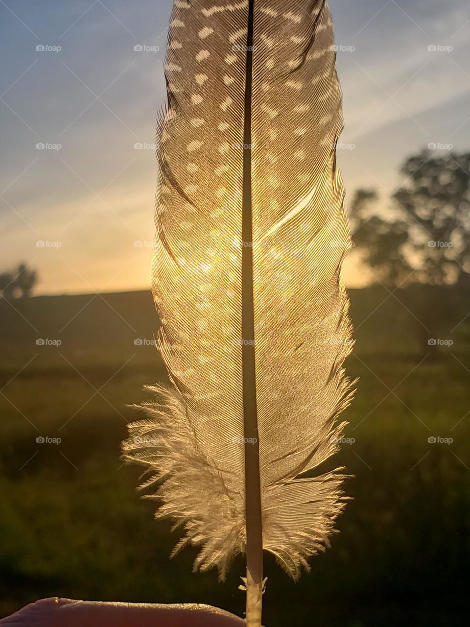 Feather