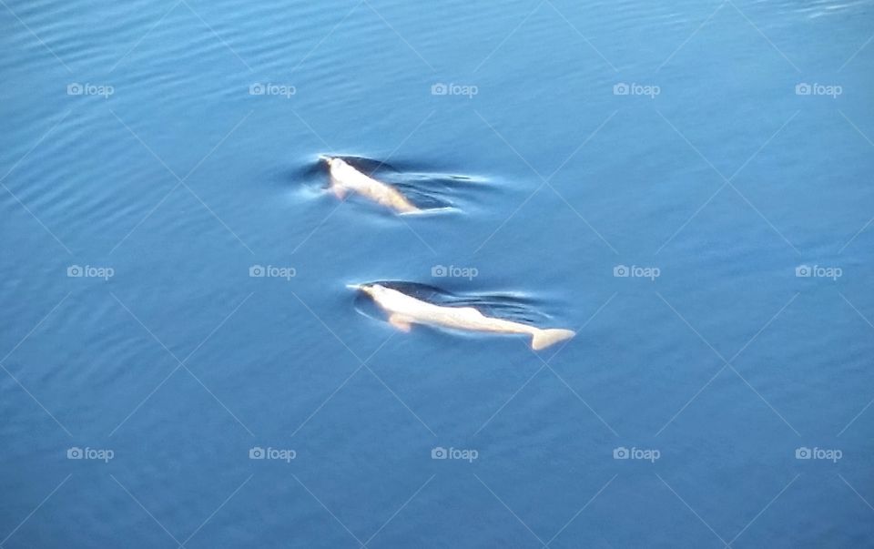 Amazon dolphins