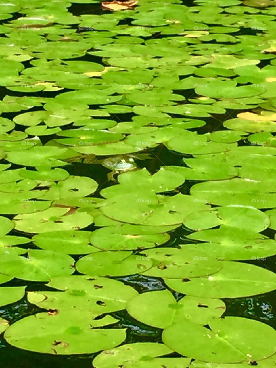 Frog lily pad pond