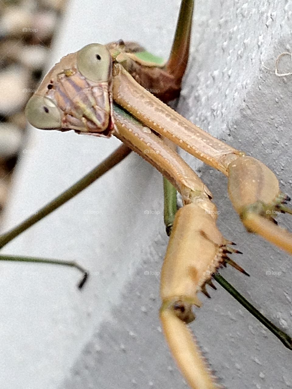 Praying Mantis is ready for action. 
